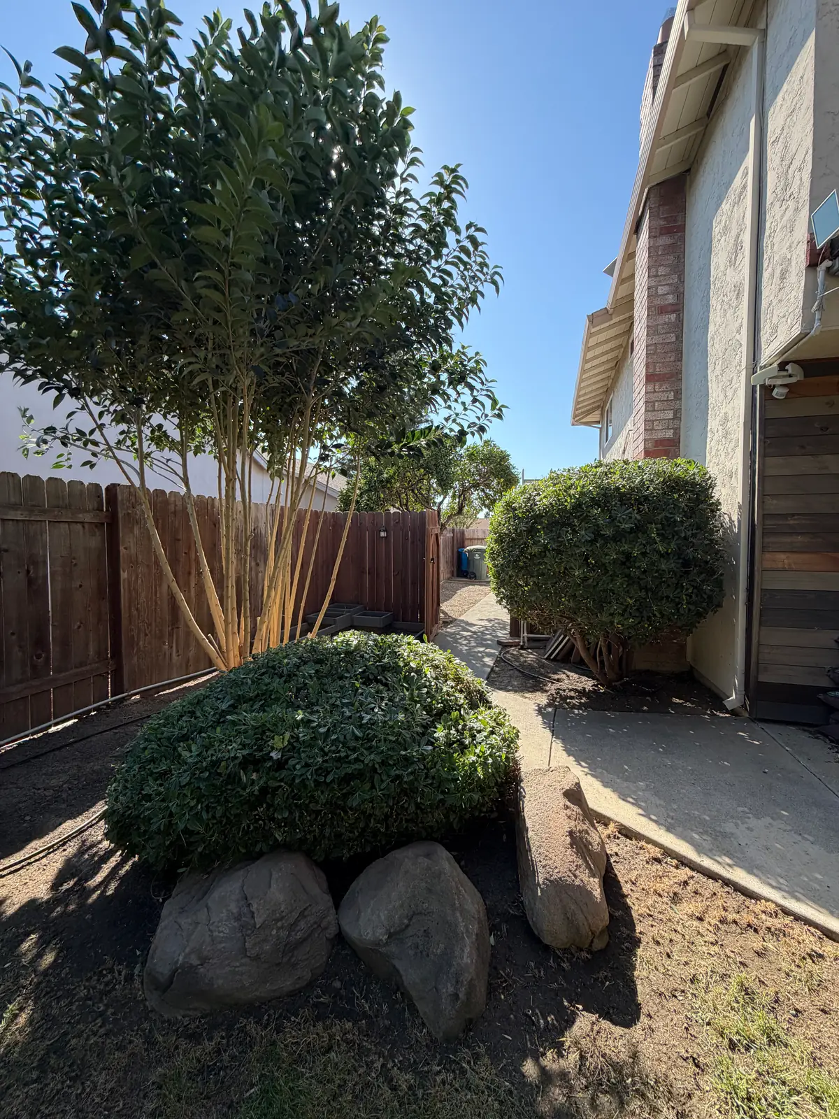 Ornamental tree and shaped shrubs maintained along a residential side yard in Napa Valley