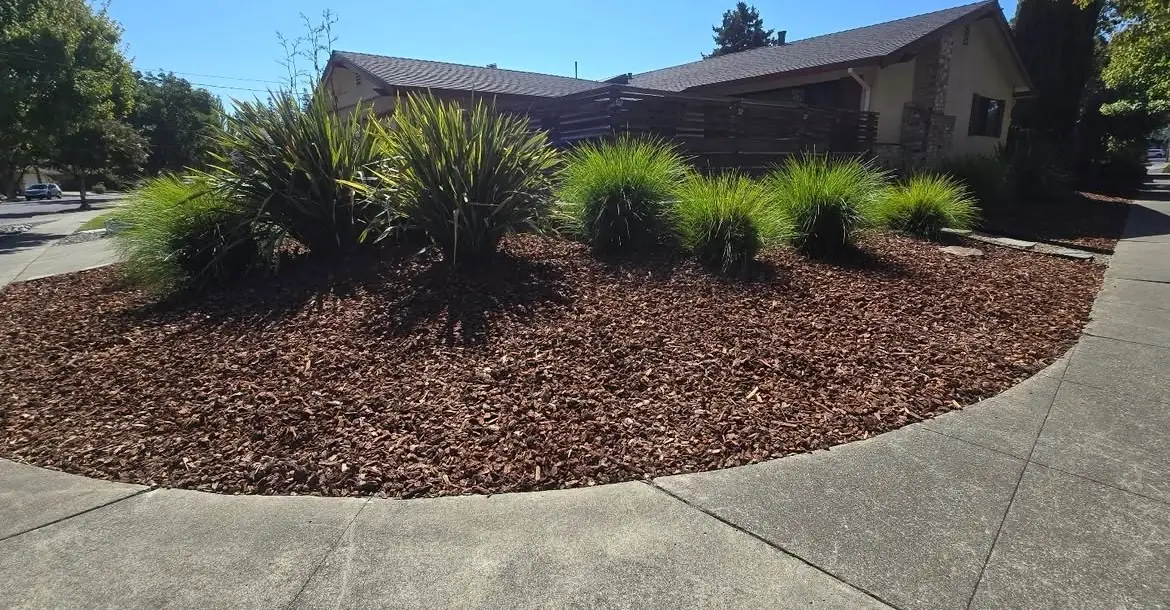 Refreshed mulched planting bed with ornamental grasses after a Napa Valley yard cleanup